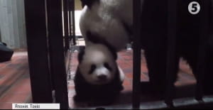 Мале панденя