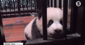 Мале панденя