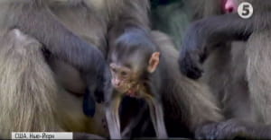 Маленька мавпа Гелада