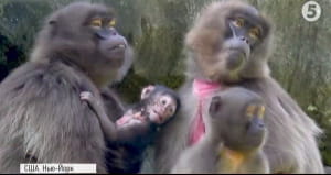 Маленька мавпа Гелада