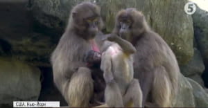 Маленька мавпа Гелада