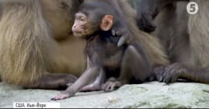 Маленька мавпа Гелада