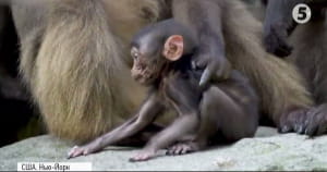 Маленька мавпа Гелада