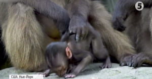 Маленька мавпа Гелада