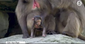 Маленька мавпа Гелада