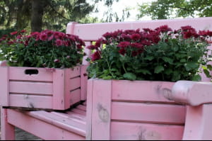 Виставка хризантем на Співочому полі