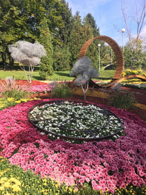 Виставка хризантем на Співочому полі