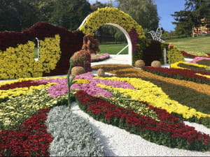 Виставка хризантем на Співочому полі