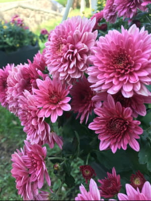 Виставка хризантем на Співочому полі