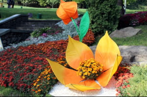 Виставка хризантем на Співочому полі