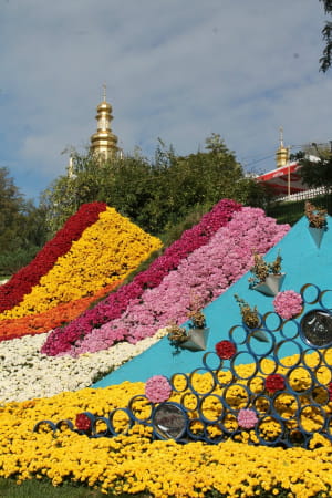Виставка хризантем на Співочому полі