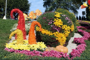 Виставка хризантем на Співочому полі