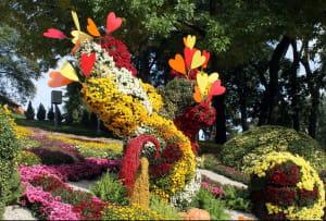 Виставка хризантем на Співочому полі