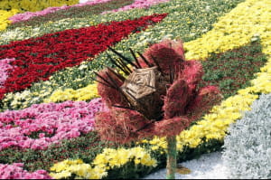 Виставка хризантем на Співочому полі