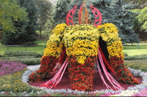 Виставка хризантем на Співочому полі