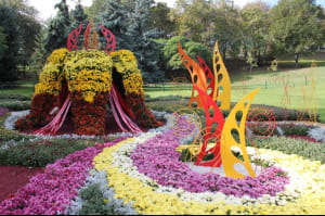 Виставка хризантем на Співочому полі