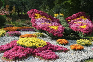 Виставка хризантем на Співочому полі