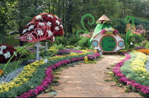 Виставка хризантем на Співочому полі