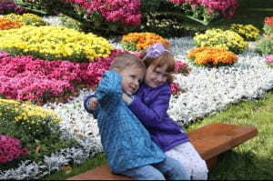 Виставка хризантем на Співочому полі