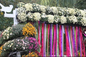 Виставка хризантем на Співочому полі