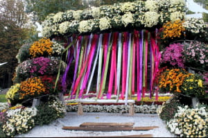 Виставка хризантем на Співочому полі