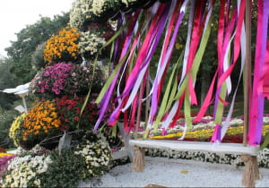 Виставка хризантем на Співочому полі