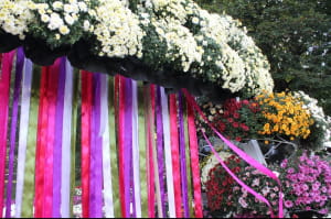 Виставка хризантем на Співочому полі