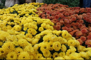 Виставка хризантем на Співочому полі