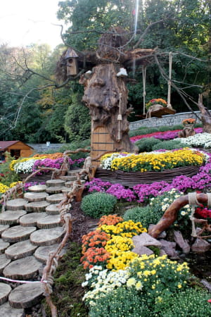 Виставка хризантем на Співочому полі