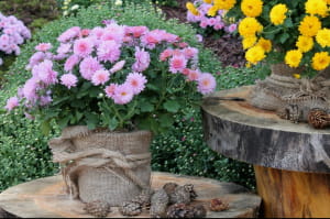 Виставка хризантем на Співочому полі