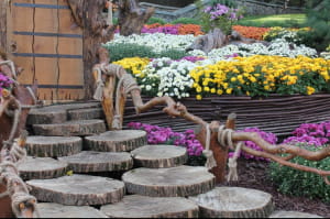 Виставка хризантем на Співочому полі