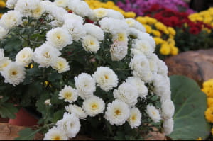 Виставка хризантем на Співочому полі