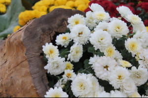 Виставка хризантем на Співочому полі