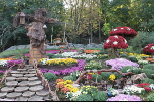 Виставка хризантем на Співочому полі