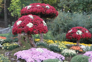 Виставка хризантем на Співочому полі