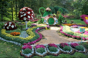 Виставка хризантем на Співочому полі