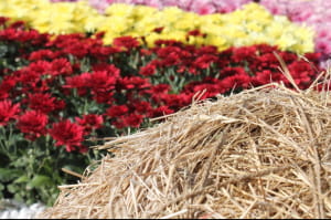 Виставка хризантем на Співочому полі