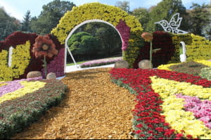 Виставка хризантем на Співочому полі