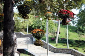 Виставка хризантем на Співочому полі