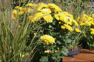 Виставка хризантем на Співочому полі