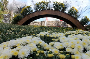 Виставка хризантем на Співочому полі