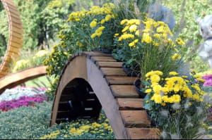 Виставка хризантем на Співочому полі