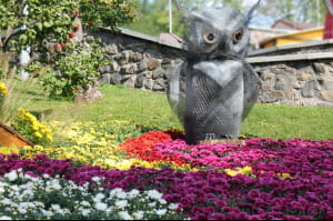 Виставка хризантем на Співочому полі