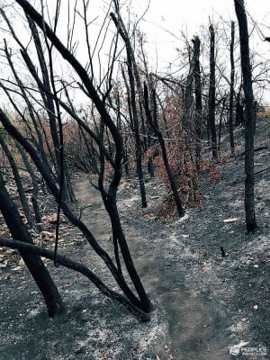 Пейзажі війни