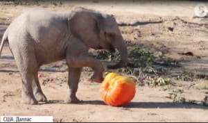 Гелловін у зоопарку Далласа