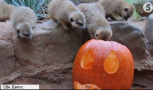 Гелловін у зоопарку Далласа