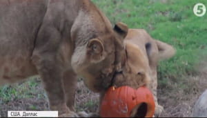 Гелловін у зоопарку Далласа