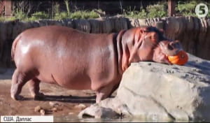 Гелловін у зоопарку Далласа