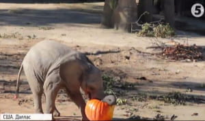 Гелловін у зоопарку Далласа