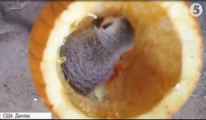 Гелловін у зоопарку Далласа